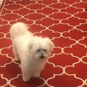 Meet your Posher, Lida